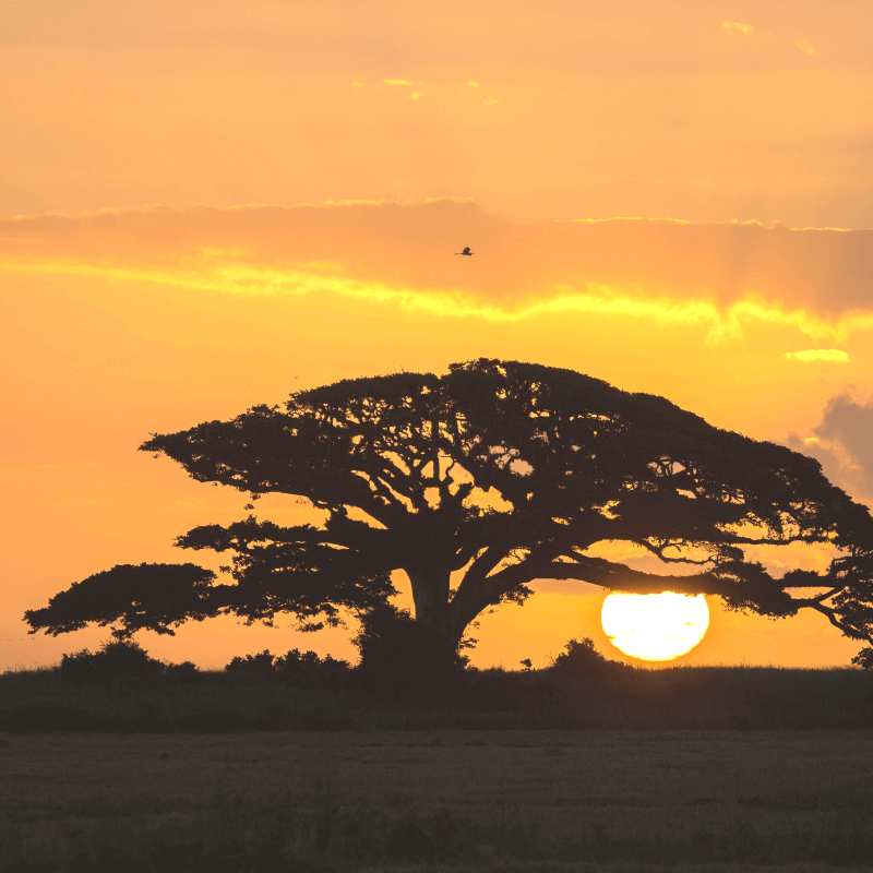 Sun setting through giant tree