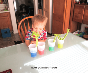 Looking for some easy and fun St. Patrick’s Day STEM activities? Here are four fun options for preschoolers and toddlers. There is minimal prep and very little clean up. Learn, have fun, and enjoy the holiday! STEM Activity | Kid craft | Learning | Homeschool | St. Patrick’s Day Activity for kids #toddler #preschooler #kid #activity #STEM #science #learning Team-Cartwright.com