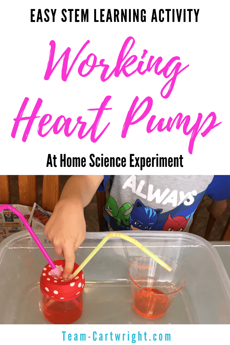 Make a working heart pump model at home! This is surprisingly easy to put together and it really helps kids understand how the heart works. A great science activity to work on anatomy. #STEM #ScienceActivity #Cardiovascular #Anatomy #HeartModel Team-Cartwright.com