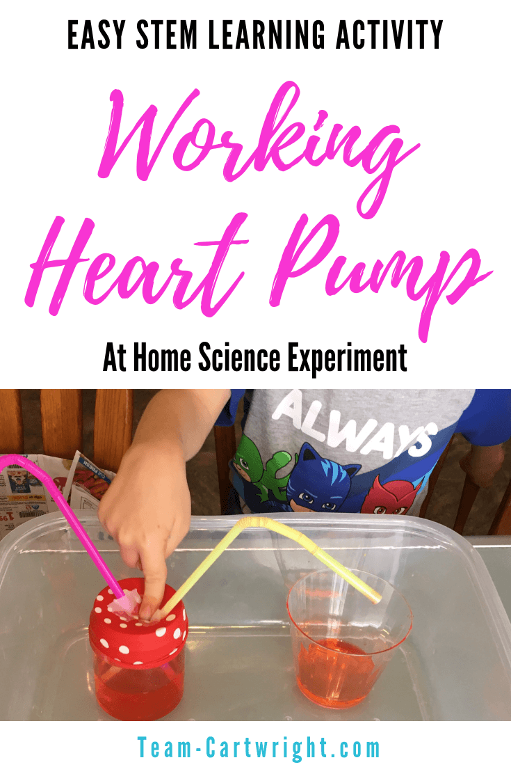 Homeschool Unit Study Human Body Activity 2. DIY Heart Pump