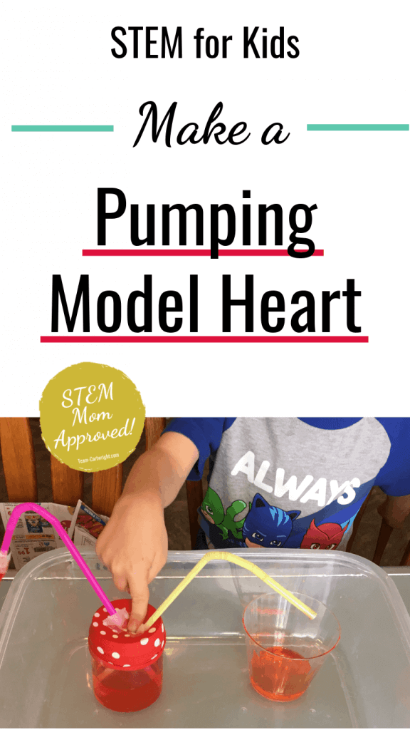 picture of a heart model pumping with text: STEM for Kids Make a Pumping Heart Model (STEM Mom Approved!)