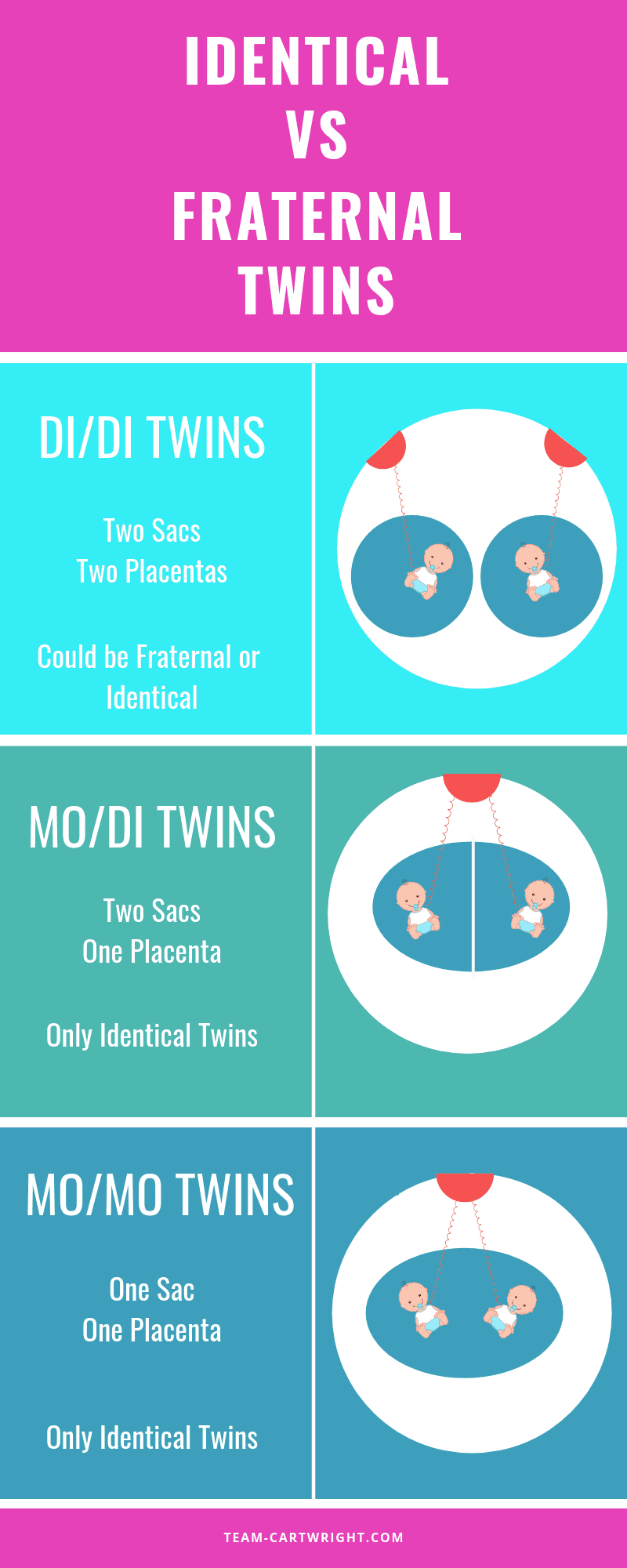Identical vs Fraternal Twins. Learn how twins are conceived and what makes identical and fraternal twins different. A picture of twin conception. #Twins #TwinFacts #IdenticalTwins #FraternalTwins #TwinMom #TwinTips #TwinLife Team-Cartwright.com
