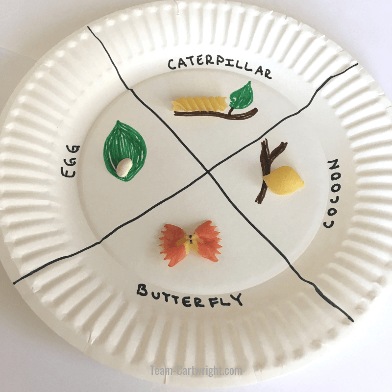 butterfly life cycle pasta craft