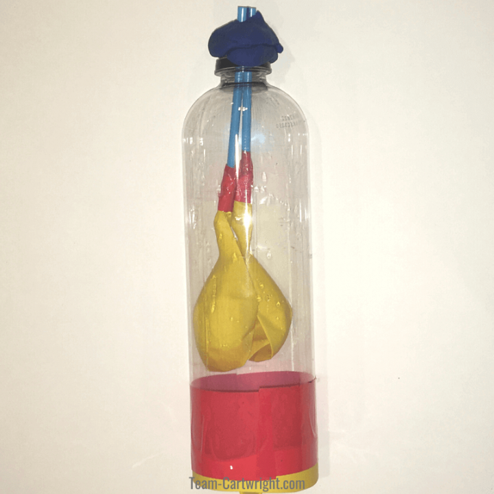 picture of a working lung model