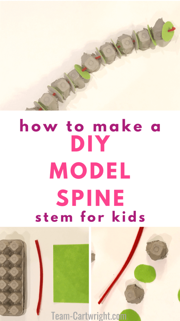 how to make a DIY model spine STEM for kids with picture of the model egg carton spine