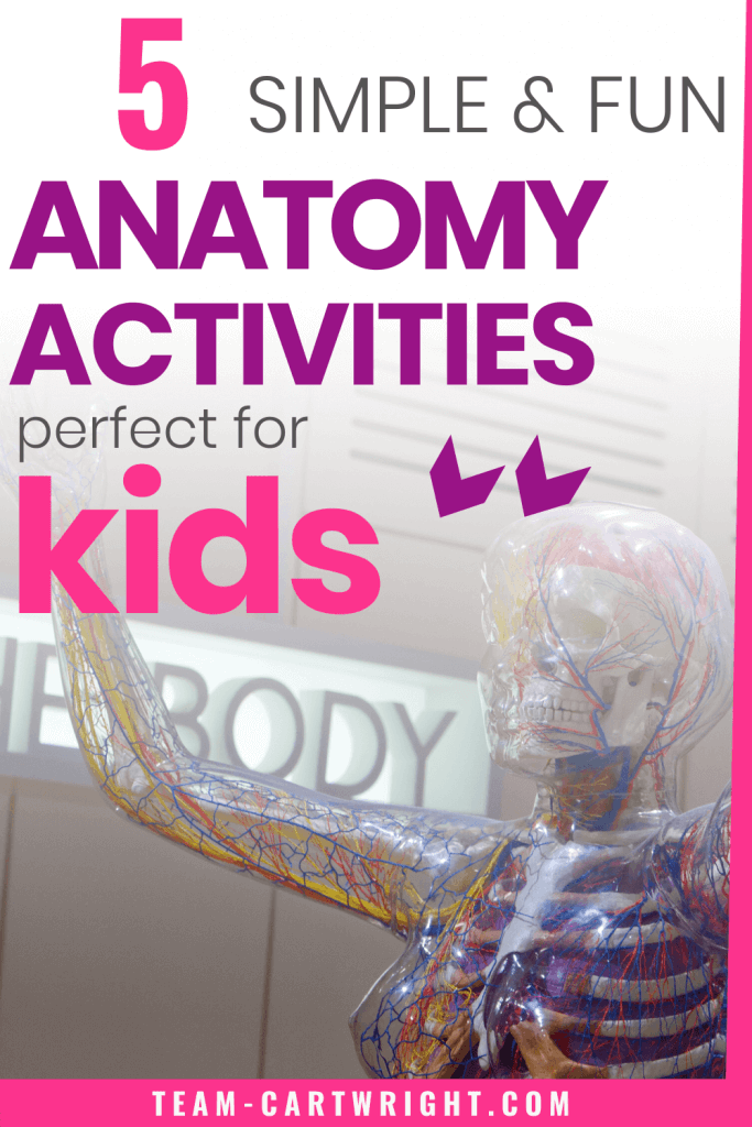 Simple and fun anatomy activities perfect for kids with picture of a human body model