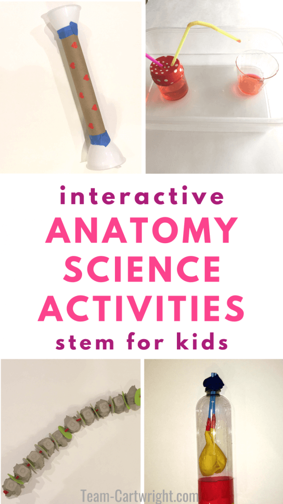 interactive anatomy science activities STEM for kids with pictures of lung, heart, spine, and stethoscope models