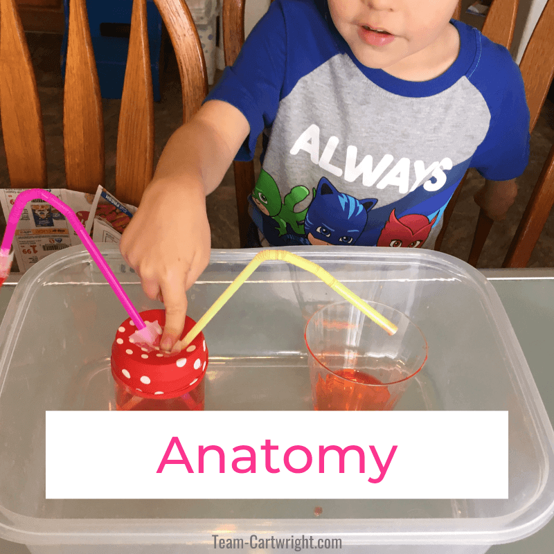 Link to: anatomy activities for kids Text: Anatomy  Picture: Child using homemade heart model to pump 'blood'