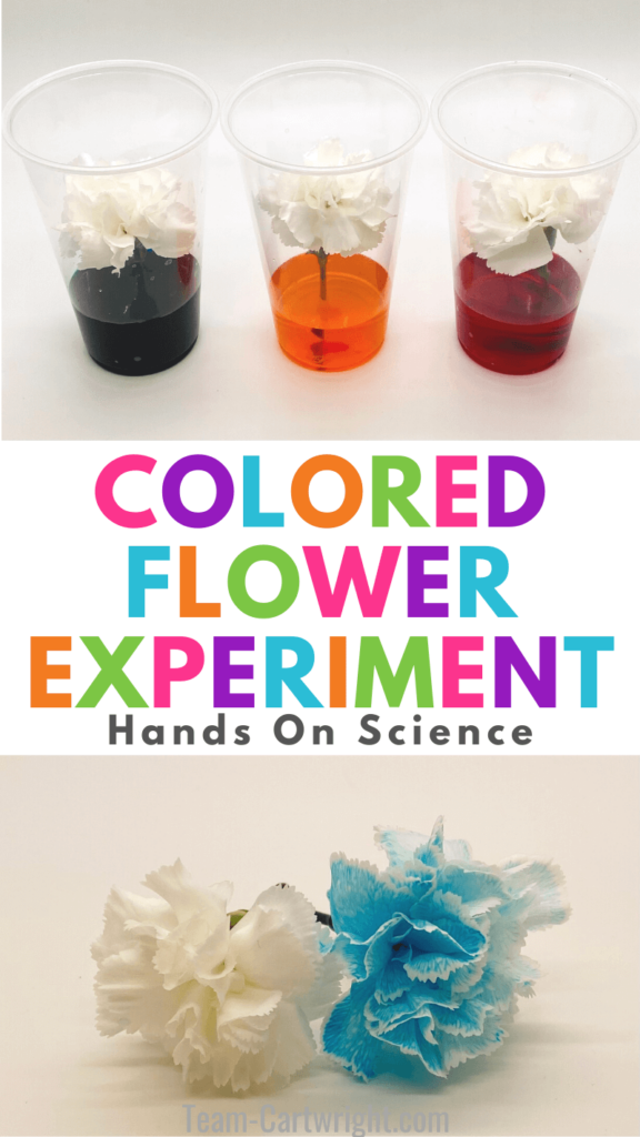 text: Colored Flower Experiment Hands on Science. Top Picture: 3 cups with colored water and white carnations. Bottom picture: white carnation and blue carnation dyed from the experiment