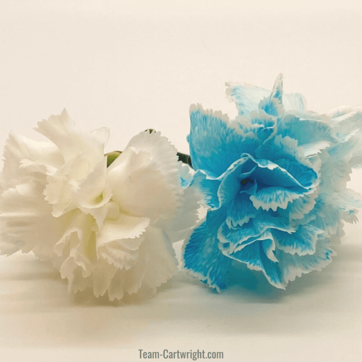 white carnation and white carnation dyed blue through colored water experiment