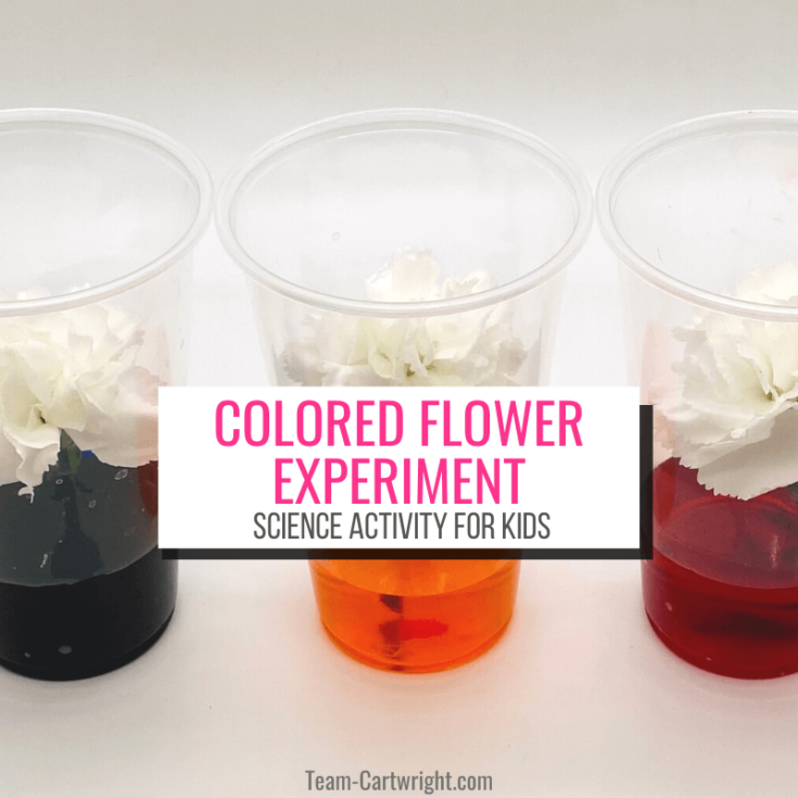 flower dye experiment