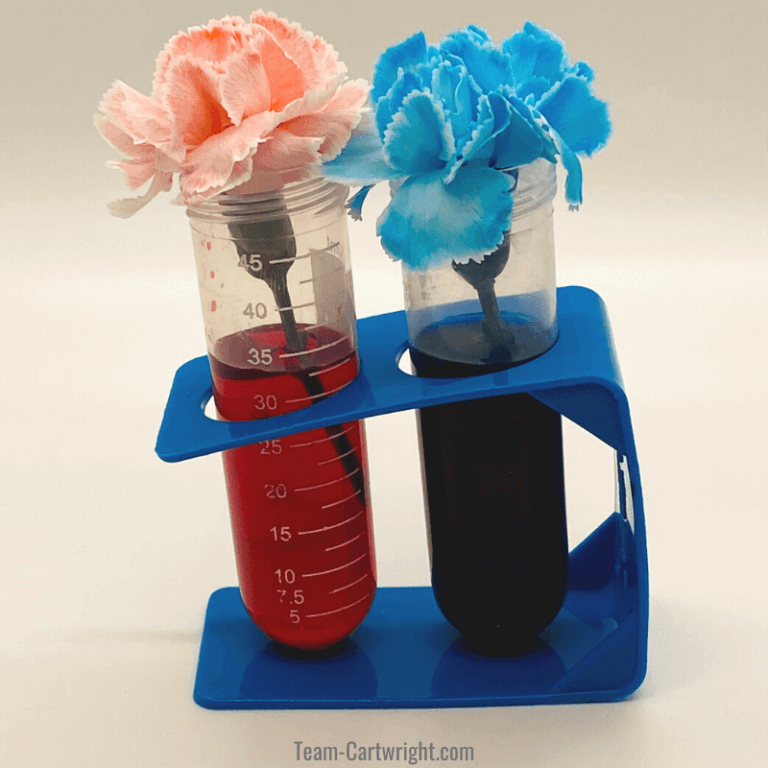 Colored Flower Experiment Spring Science for Kids Team Cartwright