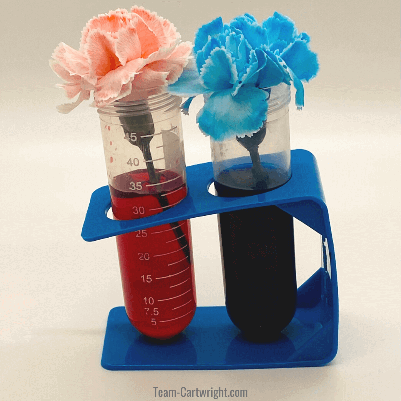 Two test tubes, one with red water and a red dyed flower, one with blue water and blue dyed flower from the colored flower experiment