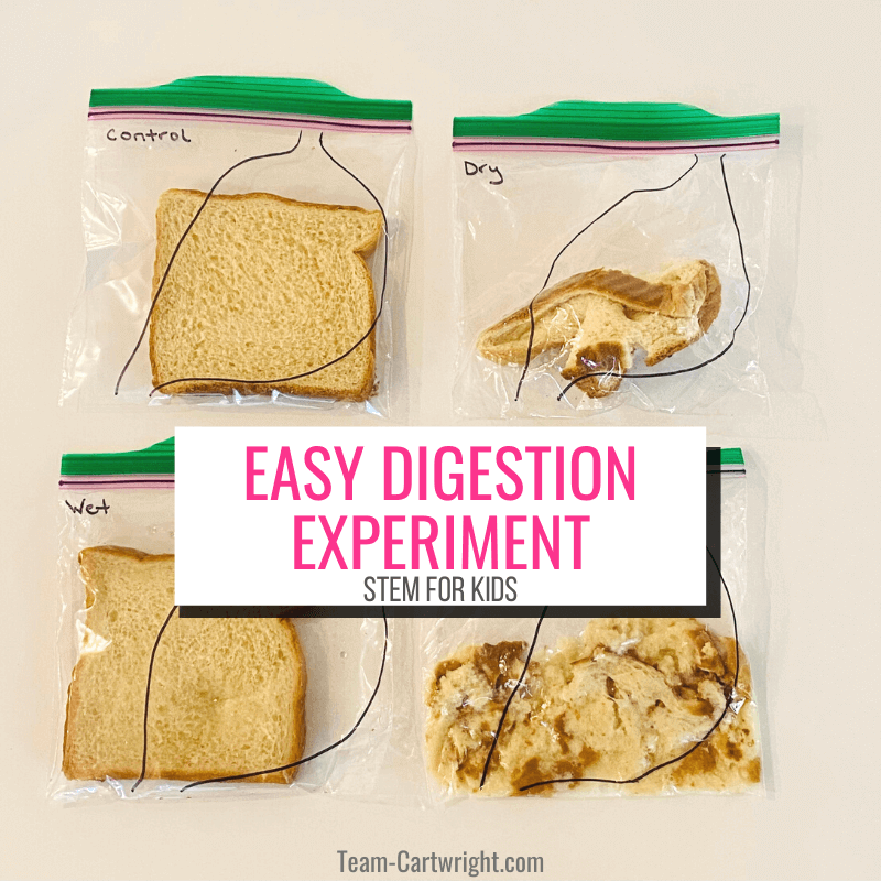 Text: Easy Digestion Experiment STEM for Kids. Picture: 4 resealable baggies, one labeled control with piece of bread, one labeled dry with crushed bread, one labeled wet with soggy bread, one labeled mixed with digested bread