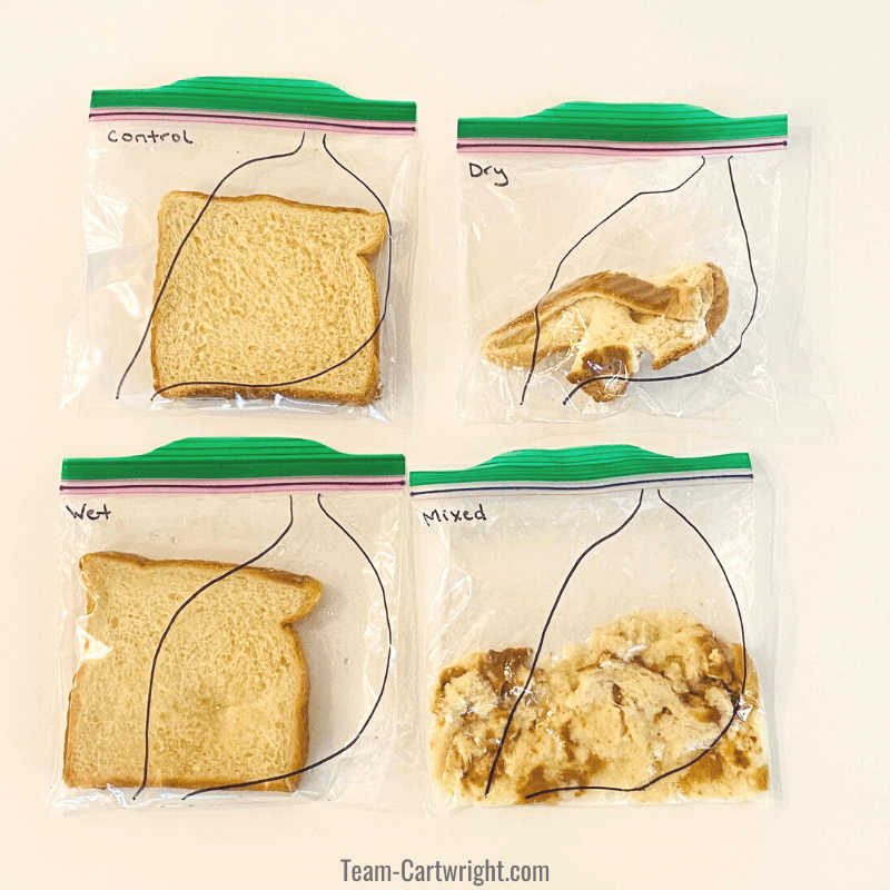 4 baggies with bread inside from digestion experiment for kids. Clockwise from top left" Control bag bread looks normal, dry bag bread squished, mixed bag bread very broken down, wet bag bread soggy.