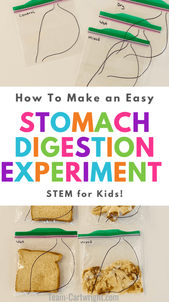 Text: How To Make an Easy Stomach Digestion Experiment STEM for Kids! Top Picture: Resealable baggies with stomach drawn on and labeled for easy STEM experiment. Bottom picture: 4 baggies with bread in them results from digestion science experiment