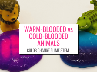 Text: Warm-Blood vs Cold-Blooded Animals Color Change Slime STEM. Picture: Toy lion by purple slime that turns pink, alligator by blue slime that turns purple